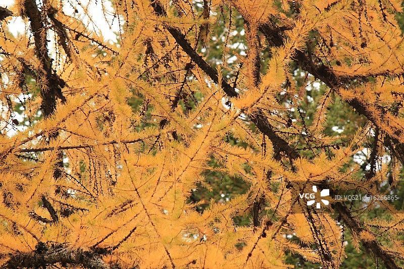 橙色针叶树图片素材