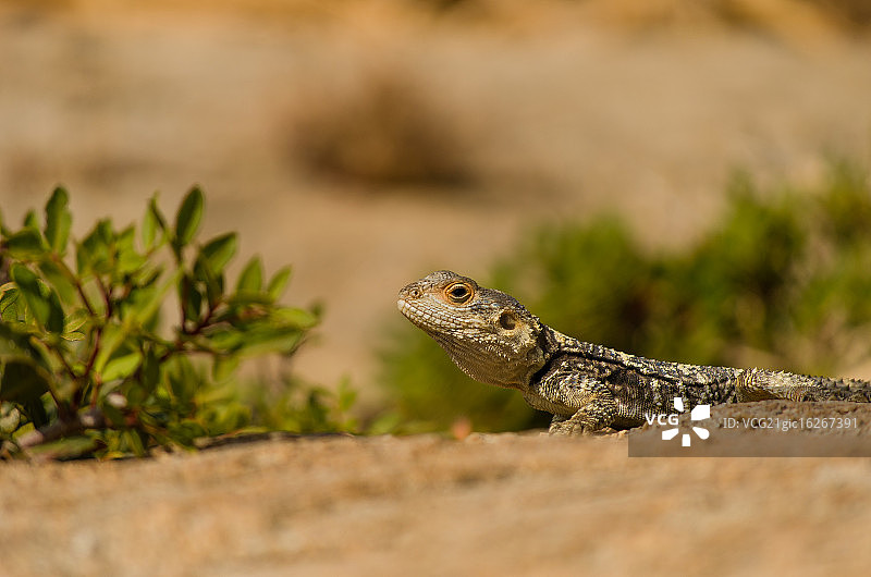 鬣蜥图片素材