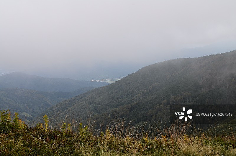 黑森林图片素材