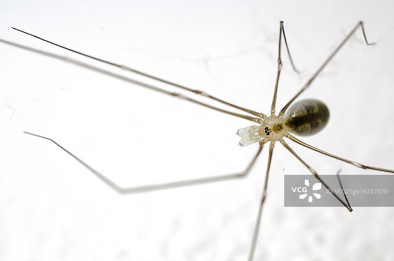 长腿蜘蛛图片素材