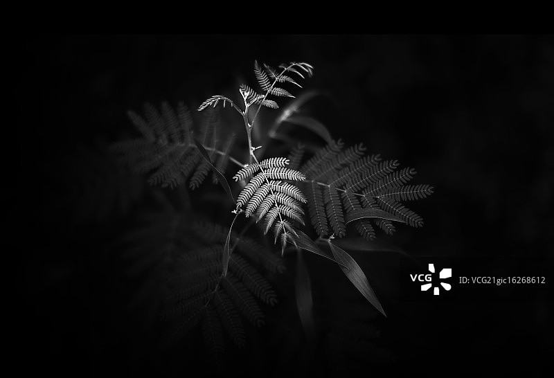 智利瓦尔迪维亚图片素材