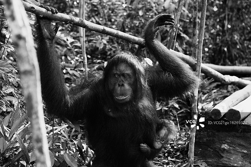 雌性猩猩和宝宝图片素材