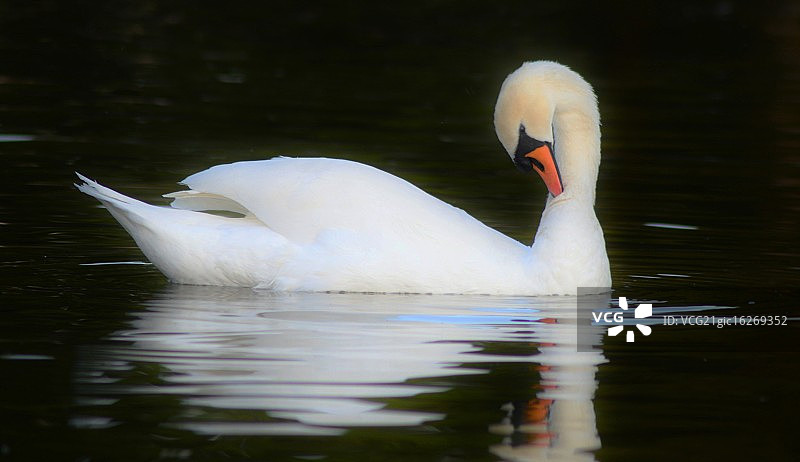 池塘上的天鹅图片素材