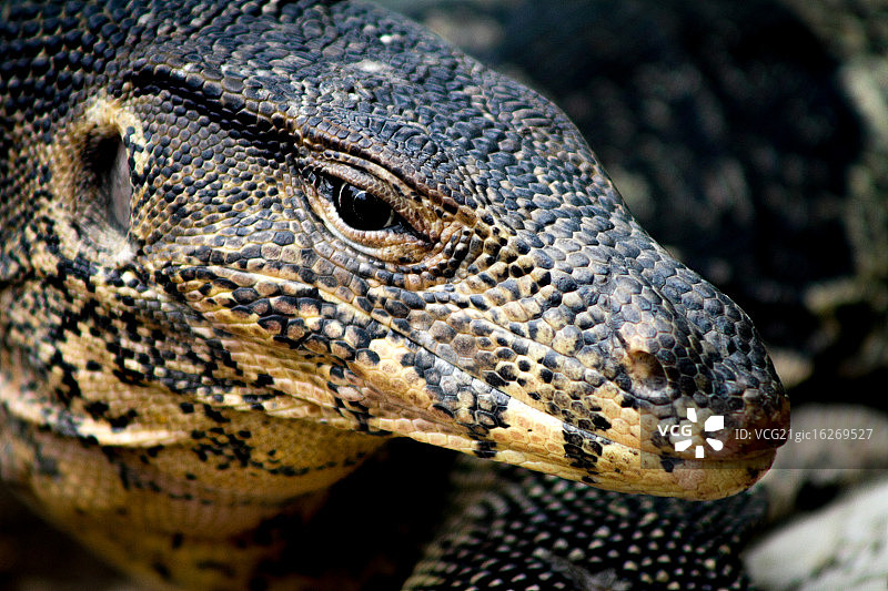 水巨蜥头部特写图片素材