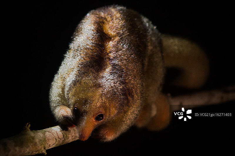 食蚁兽图片素材