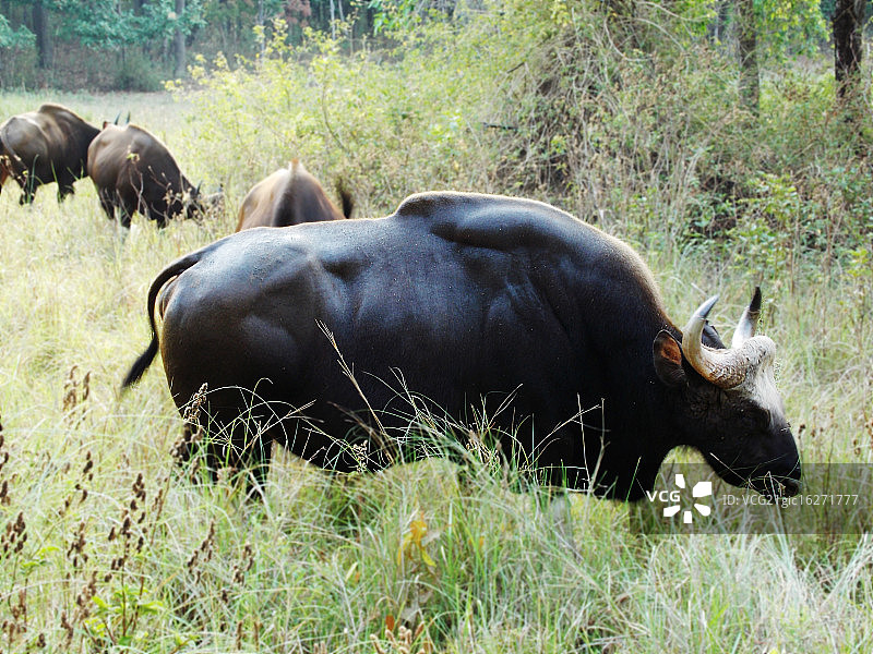 印度野牛（雄性）图片素材