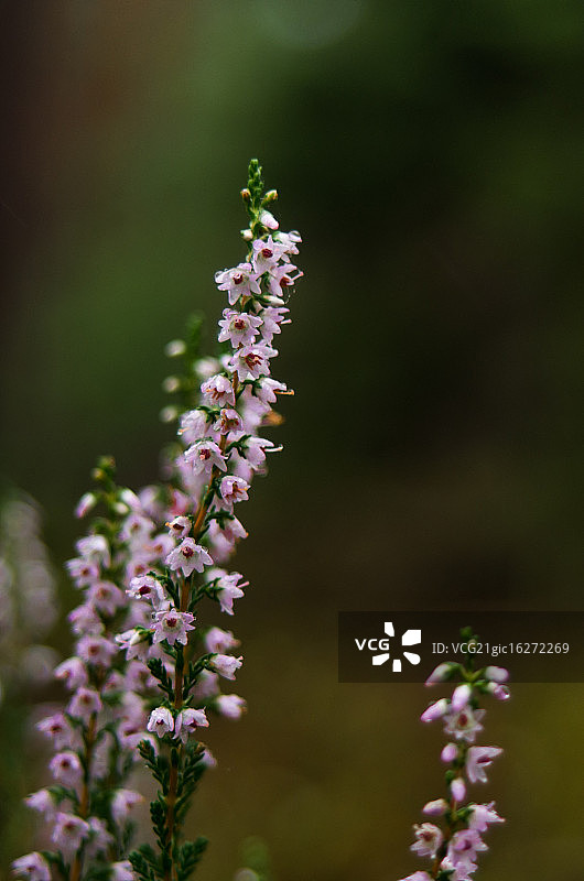 大森林里的小石楠花图片素材