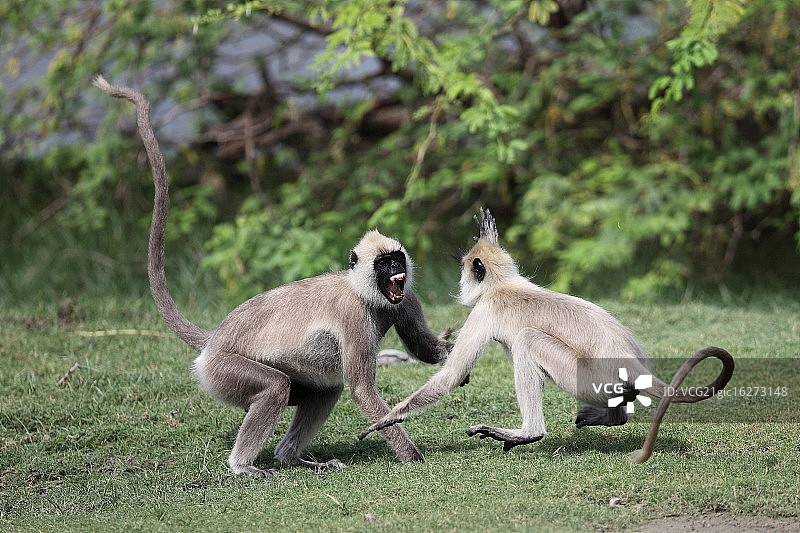 在斯里兰卡 Bundala 国家公园打斗的灰叶猴图片素材