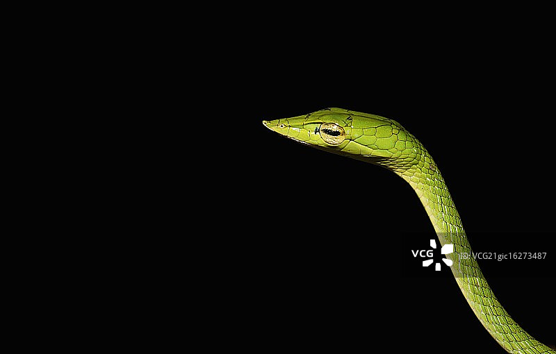 绿藤蛇图片素材