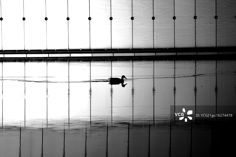 孤独的鸭子图片素材