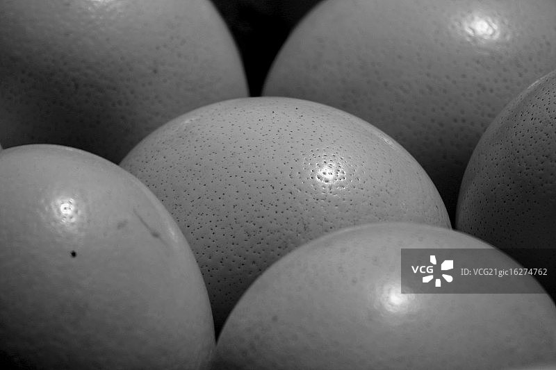 鸵鸟蛋图片素材