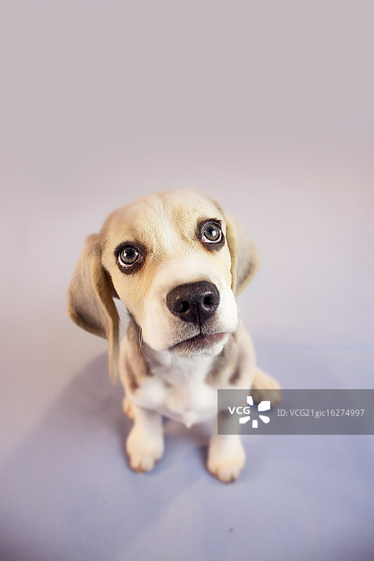 小猎犬号图片素材