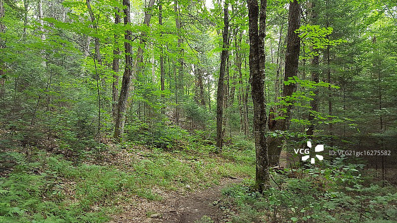 阿冈昆公园的树木图片素材