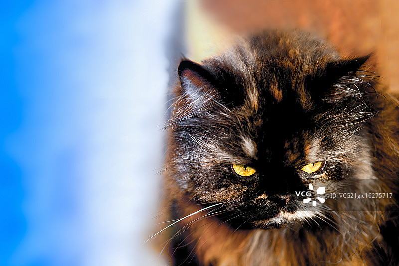 三色波斯猫图片素材