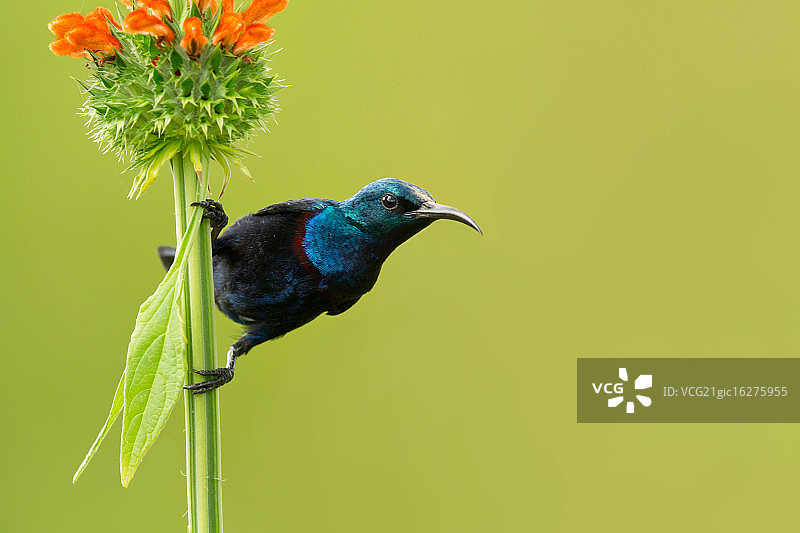紫色的太阳鸟图片素材
