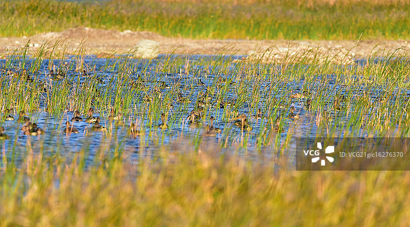 北京秋日飞鸟图片素材