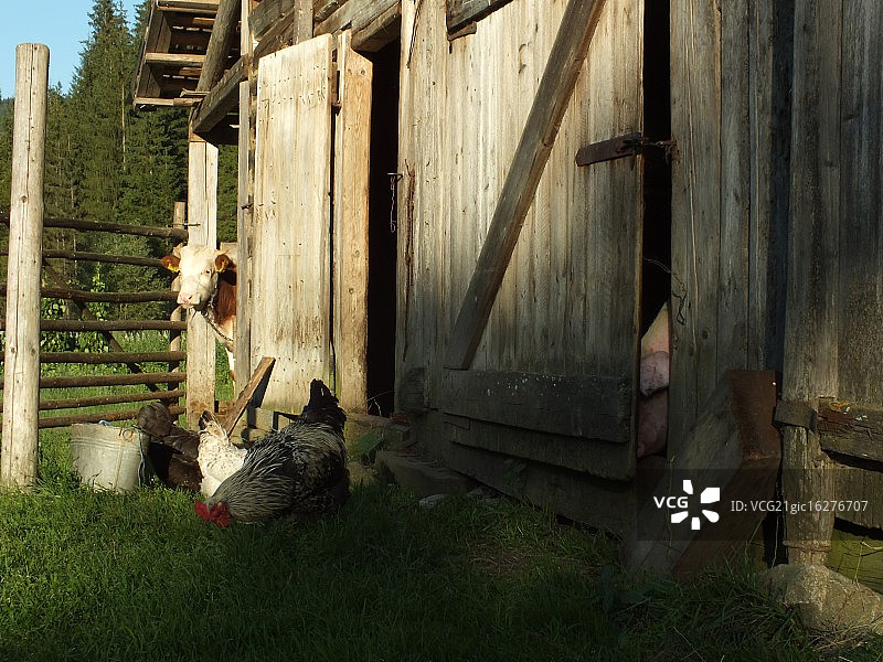 农场摆拍动物图片素材