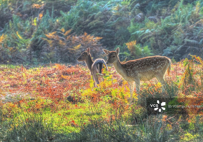 沐浴在阳光下的马鹿图片素材