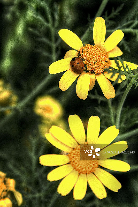 花上的甲虫图片素材