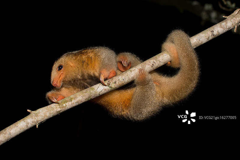 丝滑食蚁兽攀爬图片素材