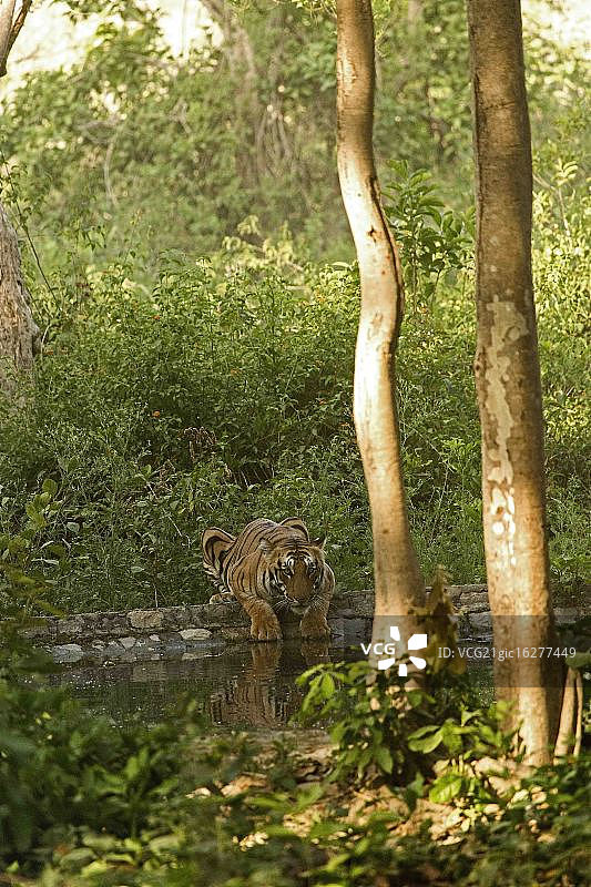 CUB@WATHERHOLE图片素材