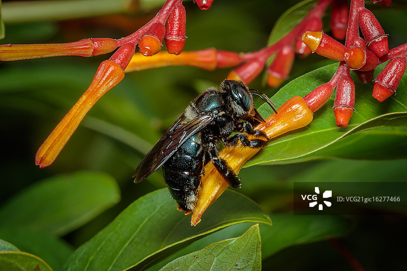 木匠蜜蜂图片素材