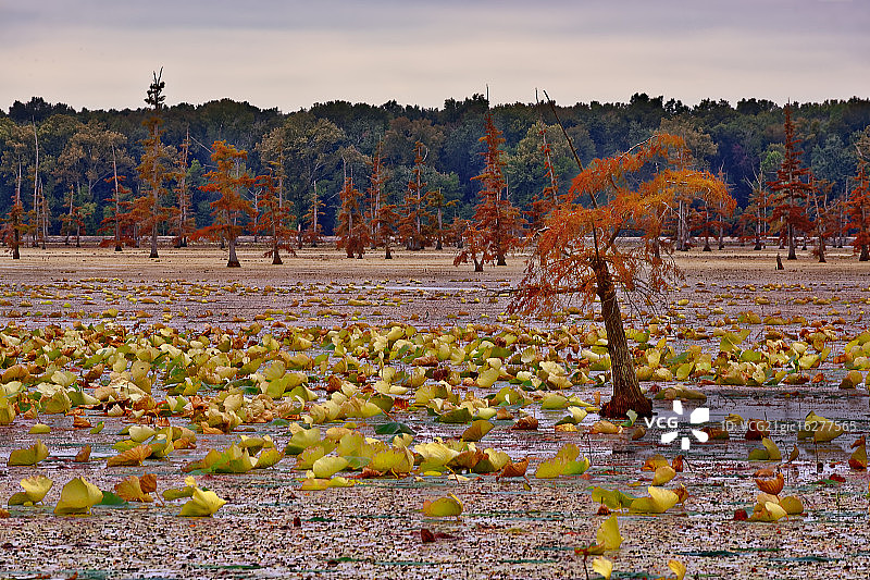落羽杉和莲花植物图片素材