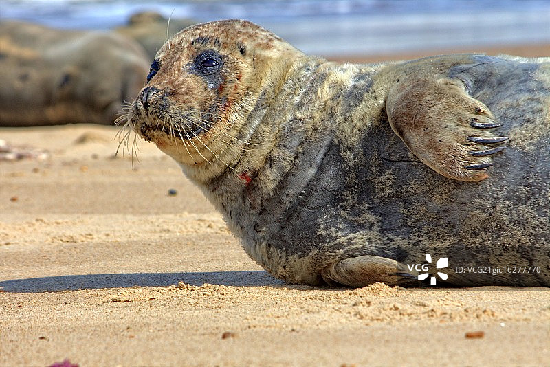 来自Horsey的海豹图片素材