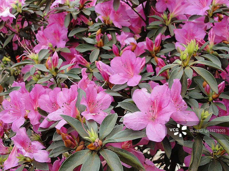 粉色朱顶红群组图片素材