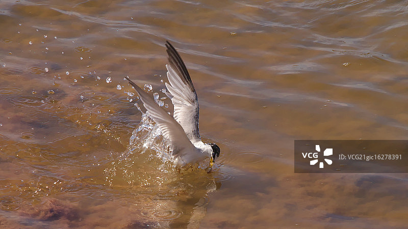 河燕鸥午餐图片素材