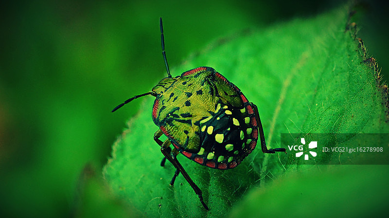 绿色昆虫图片素材