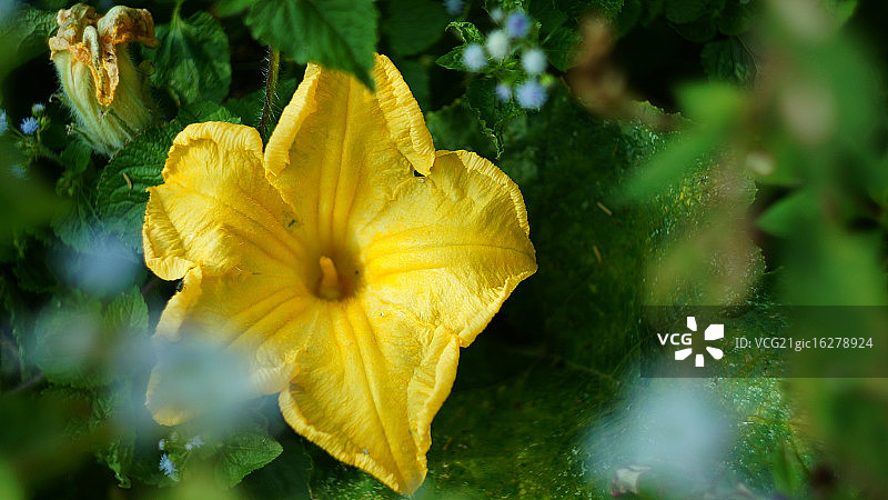 丝瓜花图片素材