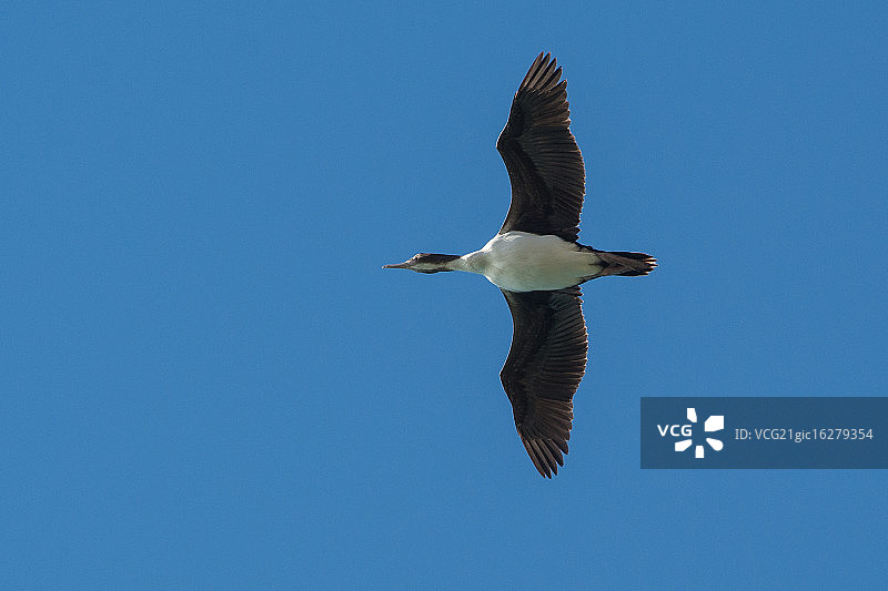 斯图尔特岛海鸬鹚图片素材