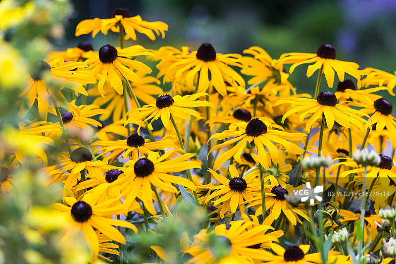 金光菊图片素材