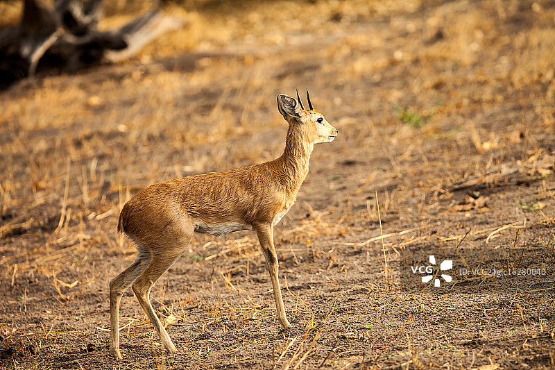 小羚羊图片素材