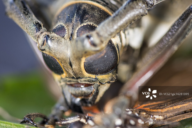 撒旦？图片素材