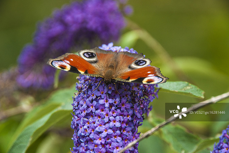 孔雀蝴蝶与醉鱼草图片素材