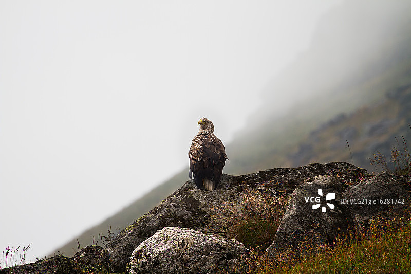 白尾海雕图片素材