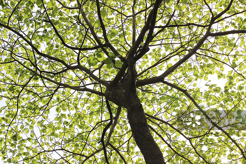 天然树冠图片素材