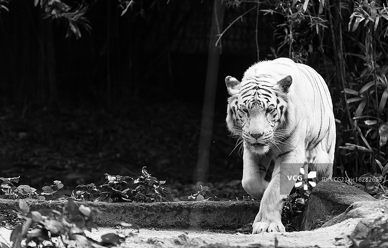 白色孟加拉虎图片素材