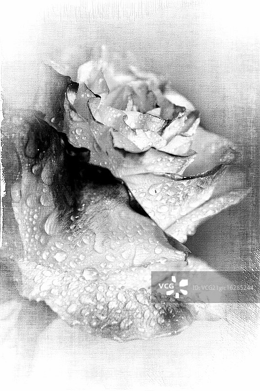 带水滴的玫瑰图片素材