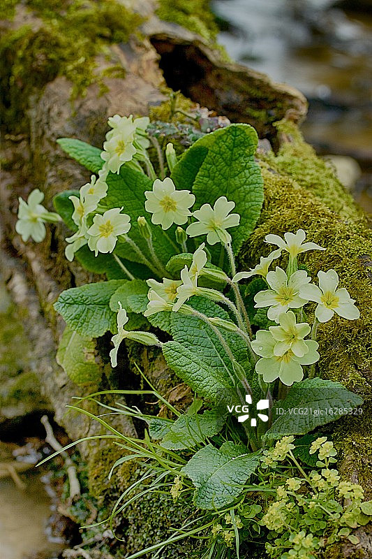 英国报春花图片素材