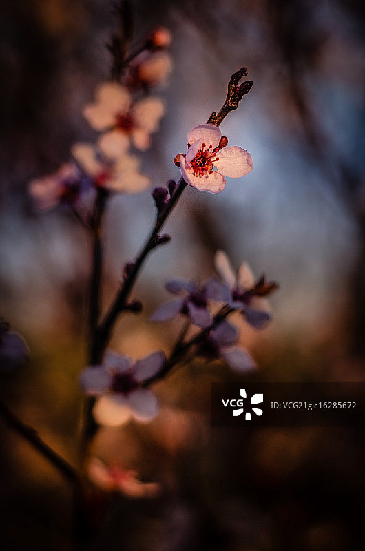 山茱萸图片素材