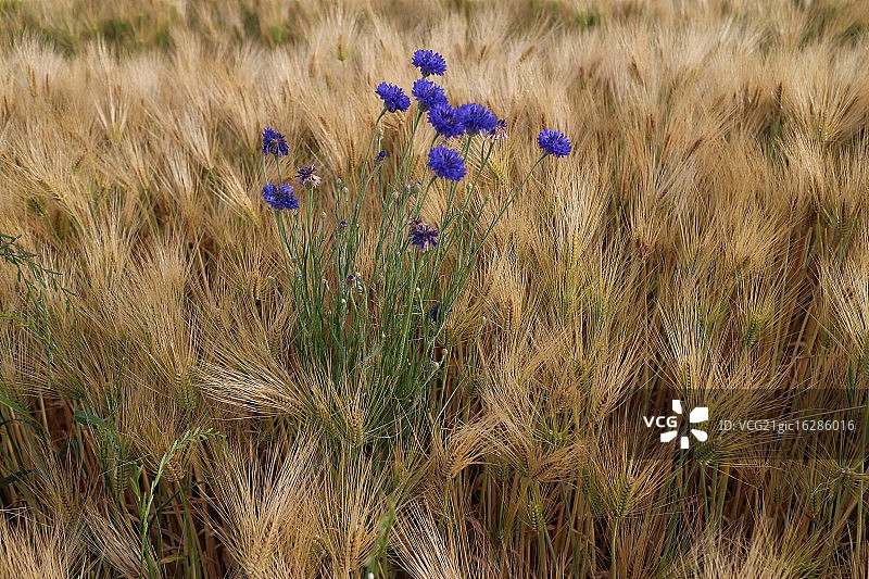紫罗兰图片素材