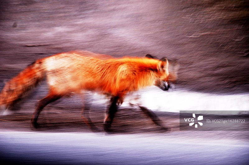 奔跑的野狐图片素材