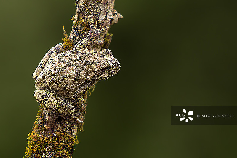 灰色树蛙图片素材