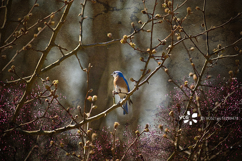 蓝知更鸟图片素材