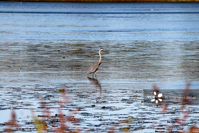 水面上的水鸟图片素材