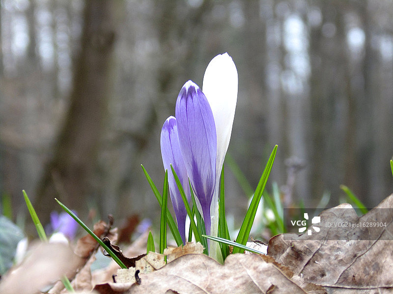 藏红花图片素材