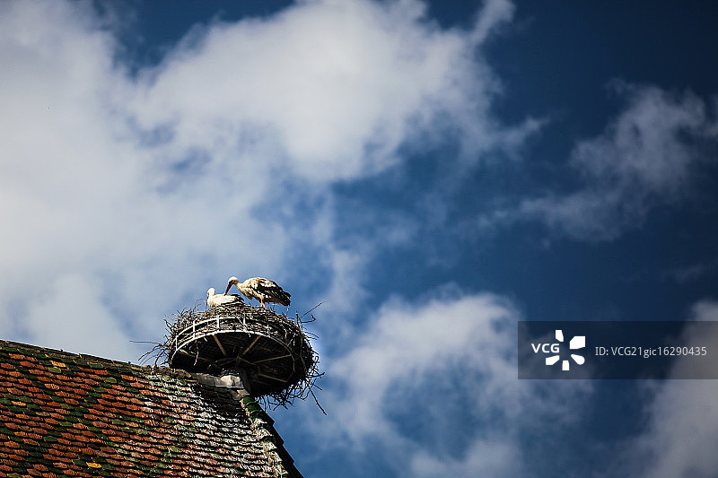 鹳鸟巢图片素材